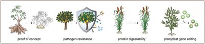 Current Advancements and Limitations of Gene Editing in Orphan Crops
